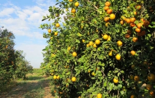 Researchers at UC Riverside have made a series of breakthroughs this summer in the treatment of citrus greening disease.