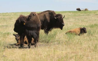 The U.S. bison industry has been greatly impacted by the coronavirus pandemic and its toll on the U.S. travel and hospitality sectors.