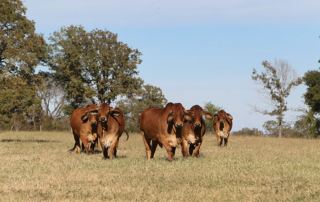 The checkoff-funded Beef Quality Assurance (BQA) program is now recognized as an industry-leading animal welfare program.