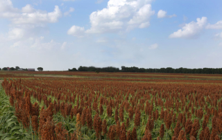 In early August, China purchased 32 million bushels of U.S. grain sorghum, fulfilling a portion of their commitment to buy more U.S. ag goods