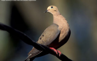 The Texas Dove Hunters Association offers a few tips for people who may want to try dove hunting for the first time or for those who haven’t hunted in a while.