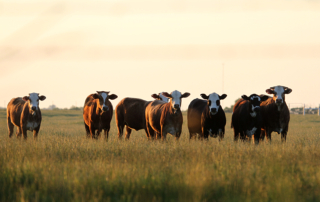 A Texas cattleman was recently selected to serve as the chair of the EPA's newly revived Farm, Ranch, & Rural Communities Advisory Committee.