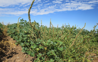 Scientists published a comprehensive genome publication for three noxious agricultural weeds: waterhemp, smooth pigweed and Palmer amaranth.