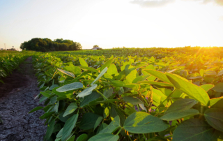The U.S. Department of Agriculture is predicting stronger agricultural exports for fiscal year 2021.