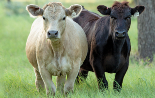 To ensure its goal of increasing demand for U.S. beef is met, the Beef Industry Long-Range Task Force unveiled its plan for 2021-2025.
