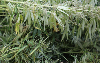 The U.S. Department of Agriculture has opened an additional 30-day public comment period regarding the program interim final rule for hemp.