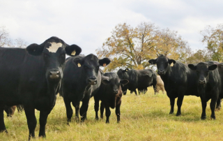 APHIS updated import regulations to establish a system for classifying brucellosis and bovine tuberculosis status levels for foreign regions.