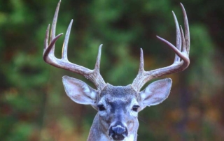 Well-distributed and timely rains across much of the state, combined with positive long-term growth in the white-tailed deer population, will lead to a favorable white-tailed deer season for Texas hunters this year.