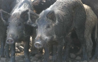 On Sept. 10, German officials confirmed the first case of African Swine Fever in a wild boar found near the Polish border.