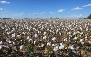 The U.S. Cotton Trust Protocol helps growers document and display data-driven, measurable and verified sustainability practices.