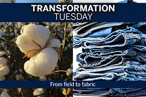 A fluffy cotton boll to t-shirts, blue jeans, socks and a whole lot more! Jessica Domel shares the transformation from field to fabric on Texas Table Top.