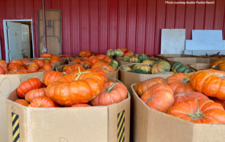 The carefully-carved pumpkins that decorate homes may have started in a pumpkin patch in Texas—one like the Assiter Punkin Ranch in Floyd County.