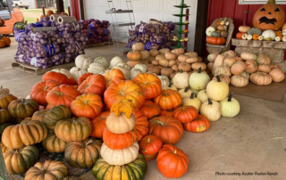 The carefully-carved pumpkins that decorate homes may have started in a pumpkin patch in Texas—one like the Assiter Punkin Ranch in Floyd County.