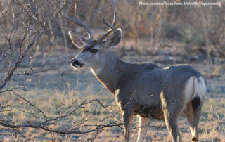 Texas is one of the states set to receive funding from USDA APHIS to combat chronic wasting disease. (CWD).