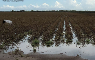 A report on the Lower Rio Grande Valley’s (LRGV) 2020 cotton crop shows it was a tough year from start to finish for area farmers.