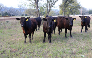 Congress introduced a variety of bills targeting changes in the beef cattle industry after COVID-19 highlighted issues within the industry.