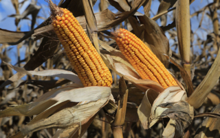 A proposed change to EPA's Lepidopteran insect resistance management program would reduce Bt corn and cotton varieties over five years.