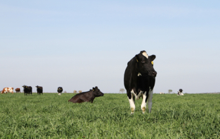 A new Net Zero Initiative aims to help U.S. dairy farms adopt sustainable practices to meet industry goals by 2050.