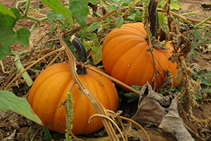 Enjoying all things pumpkin this fall? Meet a Texas farm family who grows the fall favorite, and get a side of pumpkin facts and pumpkin care tips.