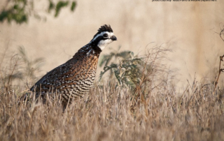Some Texas hunters may have to work a bit harder to bag a quail this season.
