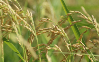 The first-ever commercial purchase of U.S. rice was unloaded in China this week.