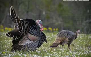 Texas hunters are on the move as the fall turkey season gets underway on Nov. 7 across the Lone Star State.