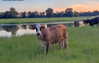East Texas rancher Bennie Whitworth is still ranching despite the additional challenges the cattle industry faces from the COVID-19 pandemic.