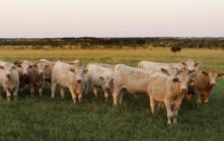 A new report unveiled this fall by AFBF provides an in-depth look at the extreme market volatility in the beef cattle industry.