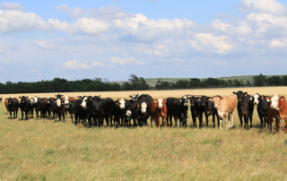 The Pasture, Rangeland, and Forage Insurance program and policies covering the 2021 calendar year through crop insurance agents until Nov. 15.