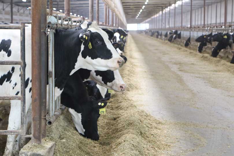Texas dairies overflowing with growth - Texas Farm Bureau