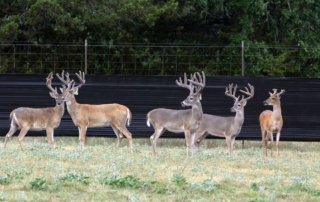 The Texas Supreme Court reaffirmed the state’s stance that all white-tailed deer in the state of Texas belong to the public.