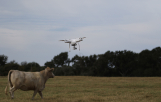 Looking for lost livestock might soon be an easier task, thanks to the use of drone technology.