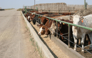 COVID-19 put plans for a comprehensive nationwide feedlot health survey on hold, but the study is now set to take place in early 2021.