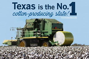 How is cotton harvested? See the full process on Texas Table Top and learn more about what cotton farmers do on the farm!