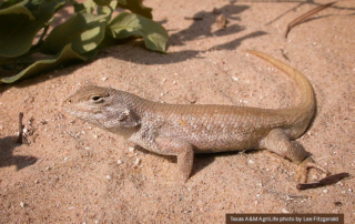 USFWS is accepting comments on an Enhancement of Survival Permit Application and a Environmental Assessment for the dunes sagebrush lizard.