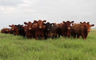 USDA recently appointed 28 members, including four Texans, to serve a three-year term on the Cattlemen’s Beef Promotion and Research Board.