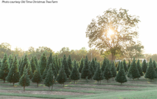Harris County Farm Bureau member Damien Prause has been operating a u-cut Christmas tree farm since 1996.