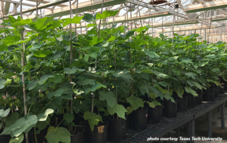 Researchers at Texas Tech University have genetically modified cotton plants to double fiber yields over unmodified varieties.