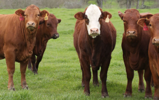 The Bexar Beef Short Course that focuses on cattle ranchers in central and south Texas, will be offered online in January 2021.