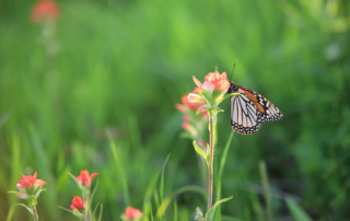The U.S. Fish and Wildlife Service announced it will continue to monitor the monarch butterfly, declining to add it to the endangered species listing at this time.