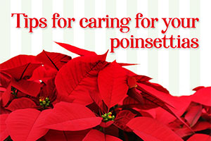 Texas grower Nolan Jeske says poinsettias are easy to care for. Here’s his advice on keeping your poinsettias looking perky all season long.