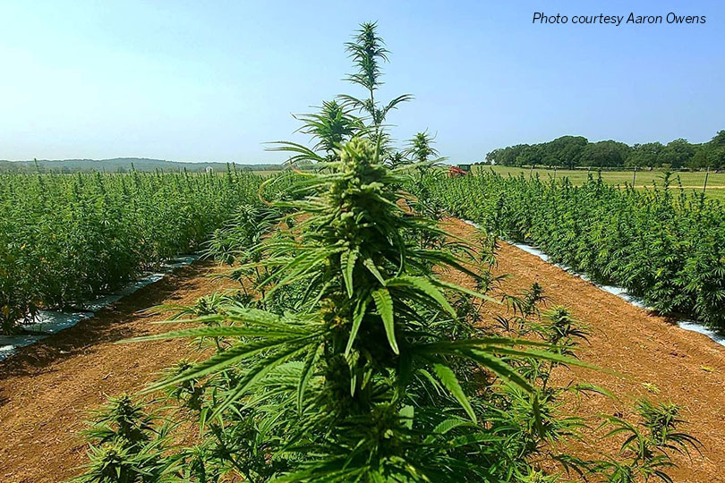 Aaron Owens, a young farmer in Hays County, grew and harvested his first hemp crop this year on his farm, Tejas Hemp.