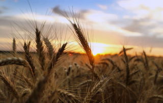 A global coalition of researchers completed genome sequencing of more than a dozen wheat varieties to help find hardier varieties.