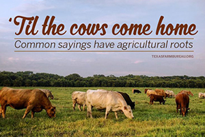 common sayings are rooted in farm wisdom