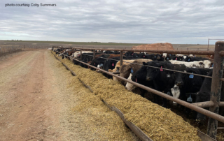The lingering drought in West Texas calls for a careful balancing act between maintaining herd numbers and profitability for ranchers.