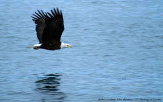 During the winter, Texas numbers of bald eagles swell to include migratory populations as well as those that live here year-round.