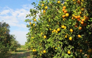 A new product for Rio Grande Valley citrus groves uses life cycle management to allow for better productivity.