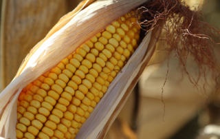 The Mexican government announced it will revoke growing permits for genetically modified corn and will phase out GMO corn imports by 2024.