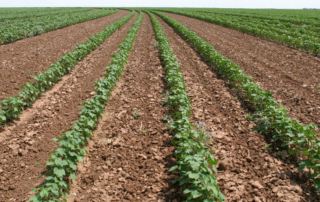 Cotton farmers indicate they will plant fewer acres of cotton in 2021 than the previous year, according to the annual survey by Cotton Grower.