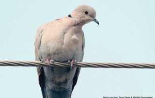 While dove hunting season is over, an invasive species-the Eurasian collared-dove-presents another opportunity for Texas hunters.